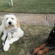 Illustration for article titled The way to introduce your dog to undergo training in Dog Running inem/em